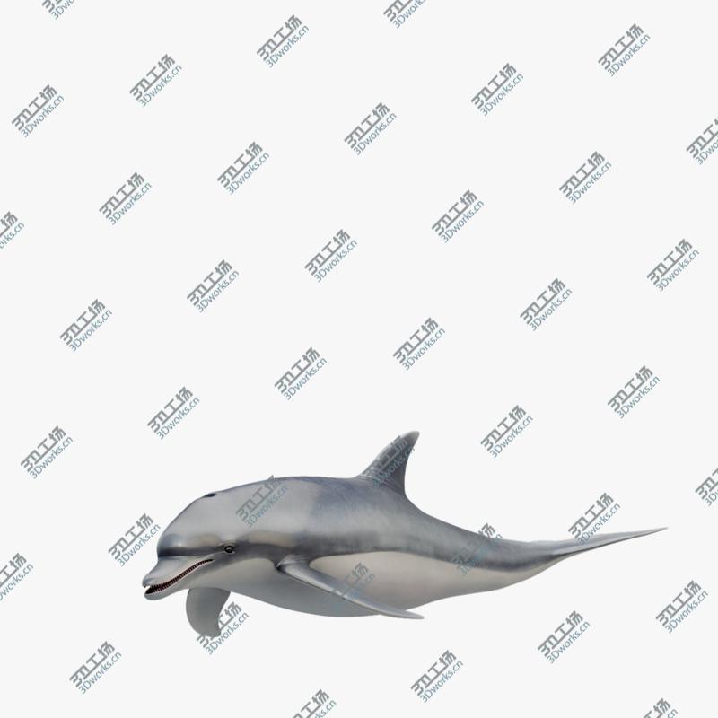 images/goods_img/202105073/3D model Animated Dolphin/5.jpg